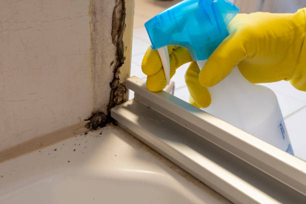 Best DIY Mold Remediation Support Services in Madisonville, TN